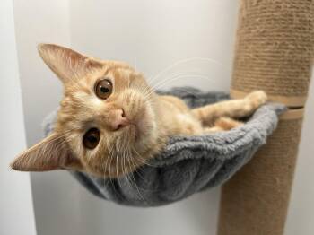 Rescue Domestic Short Hair Cats for Adoption in St. Louis, Missouri - Jack (O