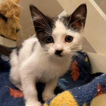 Peanut -  Domestic Short Hair Cat for Adoption in Norman, Oklahoma - Peanut | PetCurious