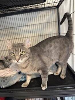 Cookie -  Tabby Cat for Adoption in Parlier, California - Cookie | PetCurious