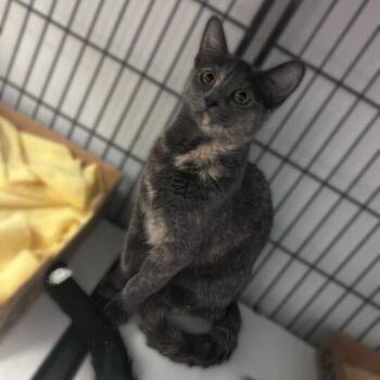 Nyx Styx -  Domestic Short Hair Cat for Adoption in Davenport, Iowa - Nyx Styx | PetCurious