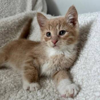 Havarti--In Foster -  Domestic Short Hair Cat for Adoption in Fargo, North Dakota - Havarti--In Foster | PetCurious