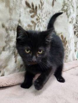 Domestic Short Hair Cats Available for Adoption - Venom | PetCurious