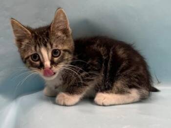 Grape Nuts -  Domestic Short Hair Cat for Adoption in Minneapolis, Minnesota - Grape Nuts | PetCurious