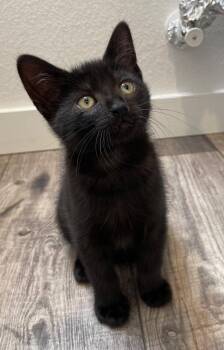 Nimbsy -  Domestic Short Hair Cat for Adoption in San Jose, California - Nimbsy | PetCurious