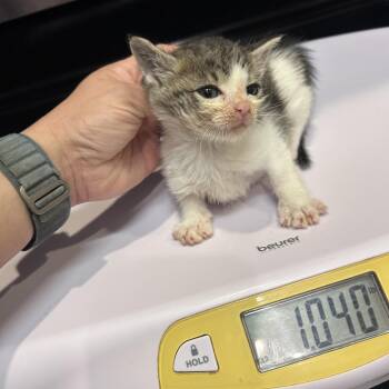 Dragonfly 26-07-015 -  Domestic Short Hair Cat for Adoption in Bastrop, Texas - Dragonfly 26-07-015 | PetCurious