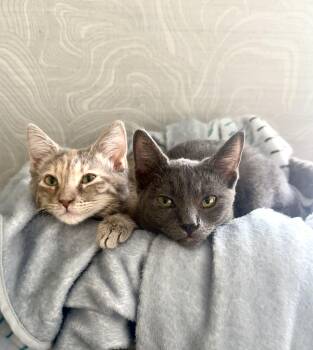 Rescue Domestic Short Hair Cats for Adoption in Villa Park, California - Katsu & Kiri (Bonded Sisters) | PetCurious