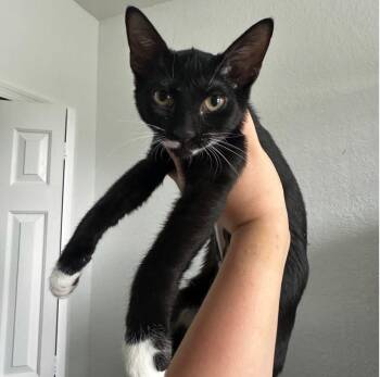Domestic Short Hair Cats Available for Adoption in Quail Heights, Florida - Mini Muffin | PetCurious