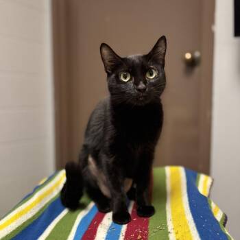 Serenity -  Domestic Short Hair Cat for Adoption in Fargo, North Dakota - Serenity | PetCurious