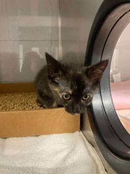 Birdie -  Domestic Short Hair Cat for Adoption in Gastonia, North Carolina - Birdie | PetCurious