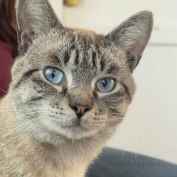 Siamese Cats Available for Adoption in Long Beach, California - Pablo | PetCurious