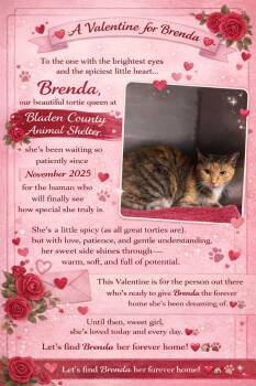 Domestic Short Hair Cats Available for Adoption - Brenda | PetCurious