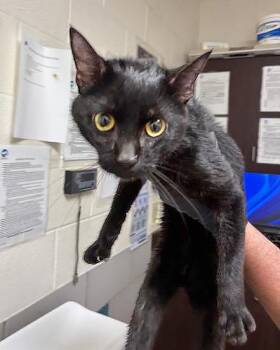 A453386 -  Domestic Short Hair Cat for Adoption in Nashville, Tennessee - A453386 | PetCurious