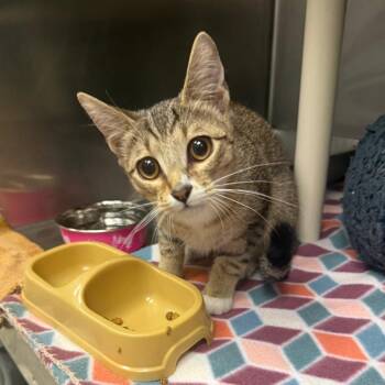 Arko -  Domestic Short Hair Cat for Adoption in Mentor, Ohio - Arko | PetCurious