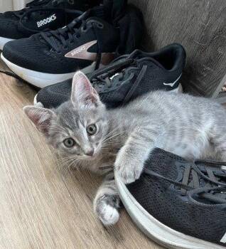 Kitten Gus -  Domestic Short Hair Cat for Adoption in Seal Beach, California - Kitten Gus | PetCurious