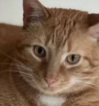 Domestic Short Hair Cats Available for Adoption - George | PetCurious