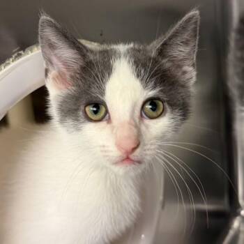 Glacier Point -  Domestic Short Hair Cat for Adoption in Walnut Creek, California - Glacier Point | PetCurious