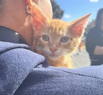 Rescue Domestic Short Hair Cats for Adoption in Calverton, Maryland - Acorn | PetCurious