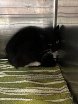 61146039 -  Domestic Medium Hair Cat for Adoption in El Paso, Texas - 61146039 | PetCurious