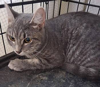 Mabel -  Domestic Short Hair Cat for Adoption in Oviedo, Florida - Mabel | PetCurious