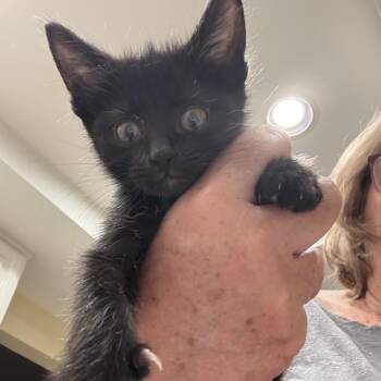 Samuel -  Domestic Short Hair Cat for Adoption in Los Angeles, California - Samuel | PetCurious