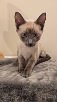 Rescue Siamese Cats for Adoption in Bon Air, Virginia - Periwinkle | PetCurious