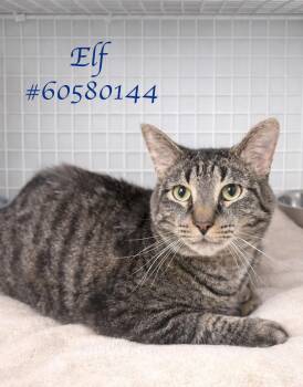 Tabby Cats Available for Adoption in Wilkes-barre, Pennsylvania - Elf | PetCurious