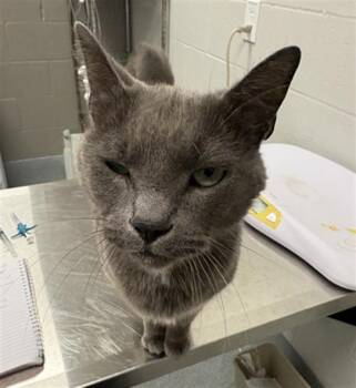 DARLING -  Domestic Short Hair Cat for Adoption in Indianapolis, Indiana - DARLING | PetCurious