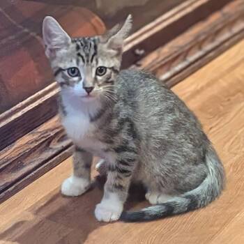 Eevee -  Domestic Short Hair Cat for Adoption in Irvine, California - Eevee | PetCurious