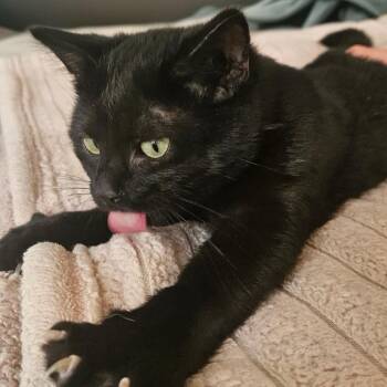 Rescue American Shorthair Cats for Adoption in Fletcher, Oklahoma - SHADOW | PetCurious