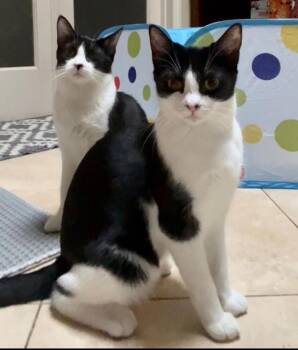Domestic Short Hair Cats Available for Adoption in Oceanside, California - Bristol | PetCurious