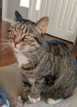 Tiger -  Tabby Cat for Adoption in Ottawa, Ontario - Tiger | PetCurious