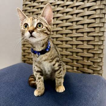Tayberry -  Domestic Short Hair Cat for Adoption in Richmond, Virginia - Tayberry | PetCurious