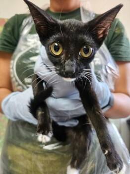 Tweety -  Domestic Short Hair Cat for Adoption in San Antonio, Texas - Tweety | PetCurious