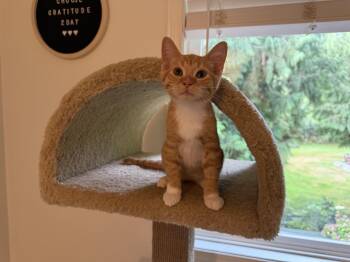 Lambo -  Tabby Cat for Adoption in Woodinville, Washington - Lambo | PetCurious