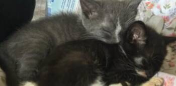 Rescue Domestic Short Hair Cats for Adoption in Houston, Texas - Baldwin | PetCurious
