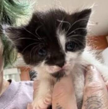 Minerva -  Domestic Medium Hair Cat for Adoption in Cape Saint Claire, Maryland - Minerva | PetCurious