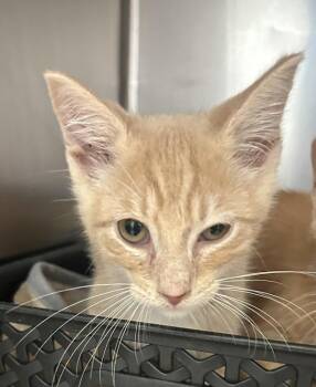 Shoto -  Domestic Short Hair Cat for Adoption in Golden, Colorado - Shoto | PetCurious