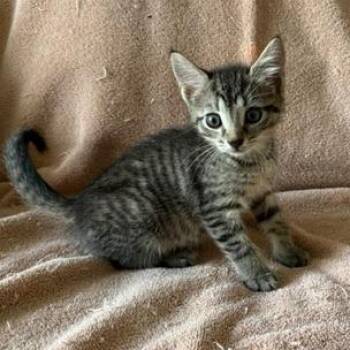 Messi -  Domestic Short Hair Cat for Adoption in Sunrise, Florida - Messi | PetCurious