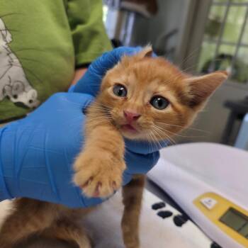 Clancy -  Domestic Short Hair Cat for Adoption in Mt. Juliet, Tennessee - Clancy | PetCurious