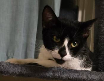 Jaylah -  Domestic Short Hair Cat for Adoption in Cumming, Georgia - Jaylah | PetCurious