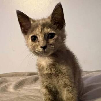 Golddust C26-231 -  Domestic Short Hair Cat for Adoption in Lebanon, Tennessee - Golddust C26-231 | PetCurious