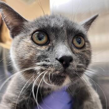 Lori -  Domestic Short Hair Cat for Adoption in Kanab, Utah - Lori | PetCurious