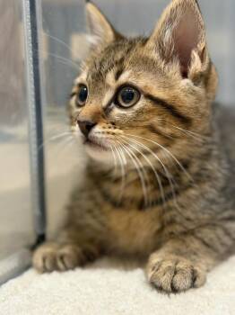 Domestic Short Hair Cats Available for Adoption - Clooney 7494 | PetCurious