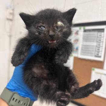 Domestic Short Hair Cats Available for Adoption in Edinburg, Texas - Uzair U1 | PetCurious