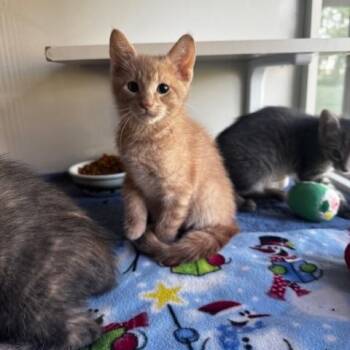 Domestic Short Hair Cats Available for Adoption in Hutchinson, Minnesota - George Foreman, Keurig And Ninja | PetCurious