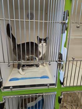 Marvin 173U -  Domestic Short Hair Cat for Adoption in Greenfield, Indiana - Marvin 173U | PetCurious