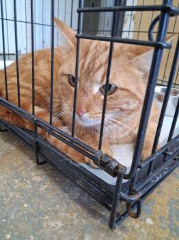 Domestic Short Hair Cats Available for Adoption in Brownwood, Texas - Tortellini | PetCurious