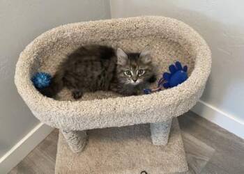 Maya -  Domestic Medium Hair and Domestic Short Hair Cat for Adoption in Visalia, California - Maya | PetCurious
