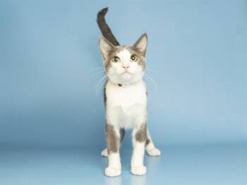 RUTHIE -  Domestic Short Hair Cat for Adoption in Phoenix, Arizona - RUTHIE | PetCurious