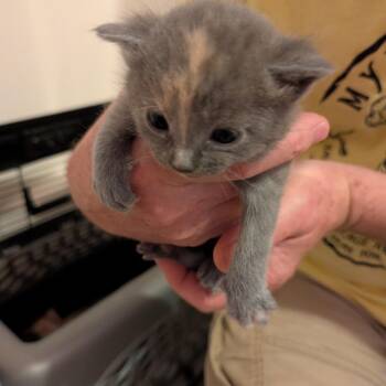 Domestic Short Hair Cats Available for Adoption in Inman, South Carolina - Dusty | PetCurious